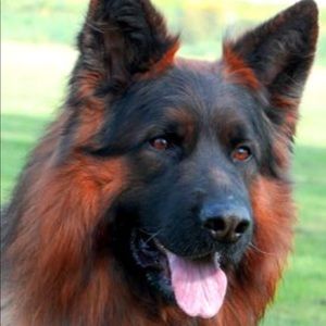 Meet your Posher, Patrick